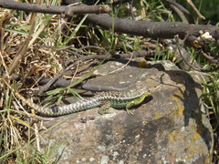 Stenocercus trachycephalus