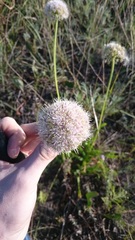 Allium nutans