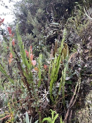 Baccharis genistelloides