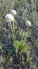Allium nutans