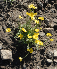 Ranunculus adoneus adoneus