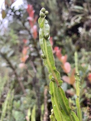 Baccharis genistelloides