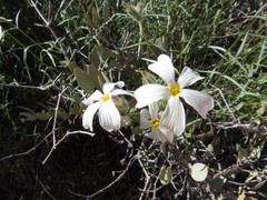 Phlox tenuifolia