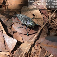 Psiloptera