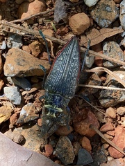 Psiloptera