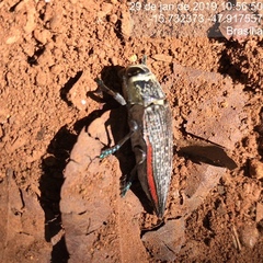 Psiloptera
