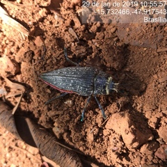 Psiloptera