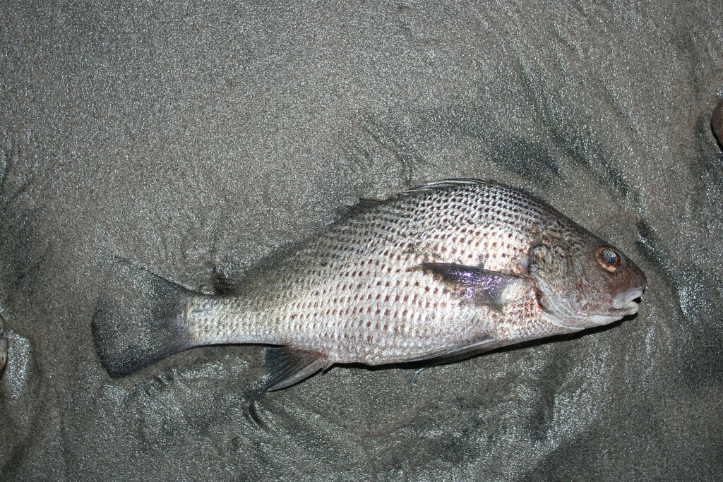 Shortnose stardrum (Stellifer chrysoleuca) — Sciaenidae