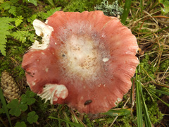 Russula aquosa