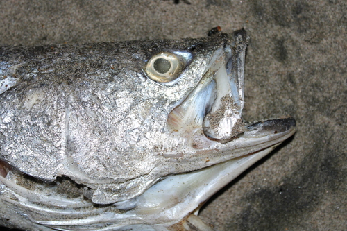 Stolzmann's weakfish (Cynoscion stolzmanni) — Sciaenidae — 3
