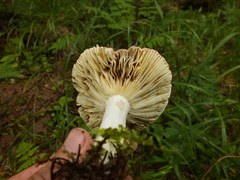Russula aquosa