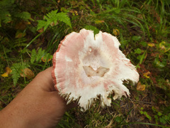 Russula aquosa