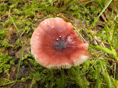 Russula aquosa