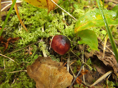 Russula aquosa