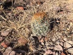 Coryphantha erecta