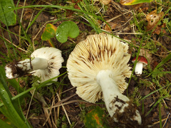 Russula aquosa