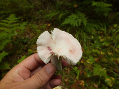 Russula aquosa