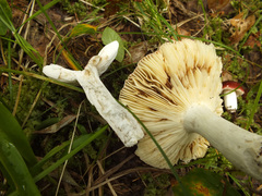 Russula aquosa
