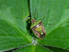 Banasa subcarnea