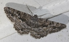 Hypomecis externaria