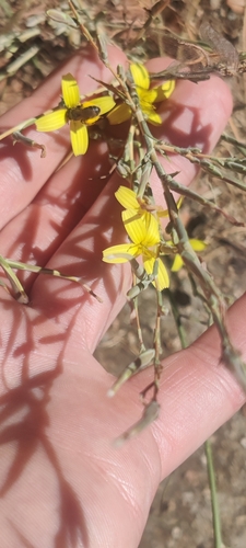 Lactuca viminea (Lactuca viminea)