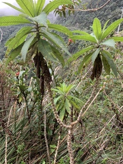 Siphocampylus giganteus