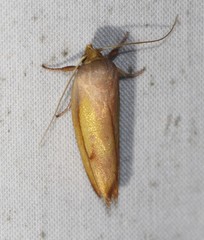 Wingia aurata