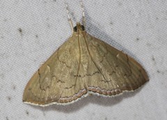 Hyalobathra crenulata