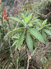 Siphocampylus giganteus
