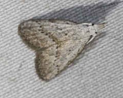 Meganola brunellus
