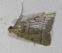 Hypsopygia albidalis