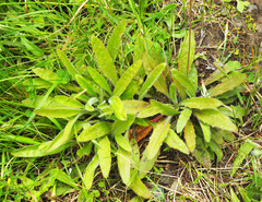 Plantago raoulii