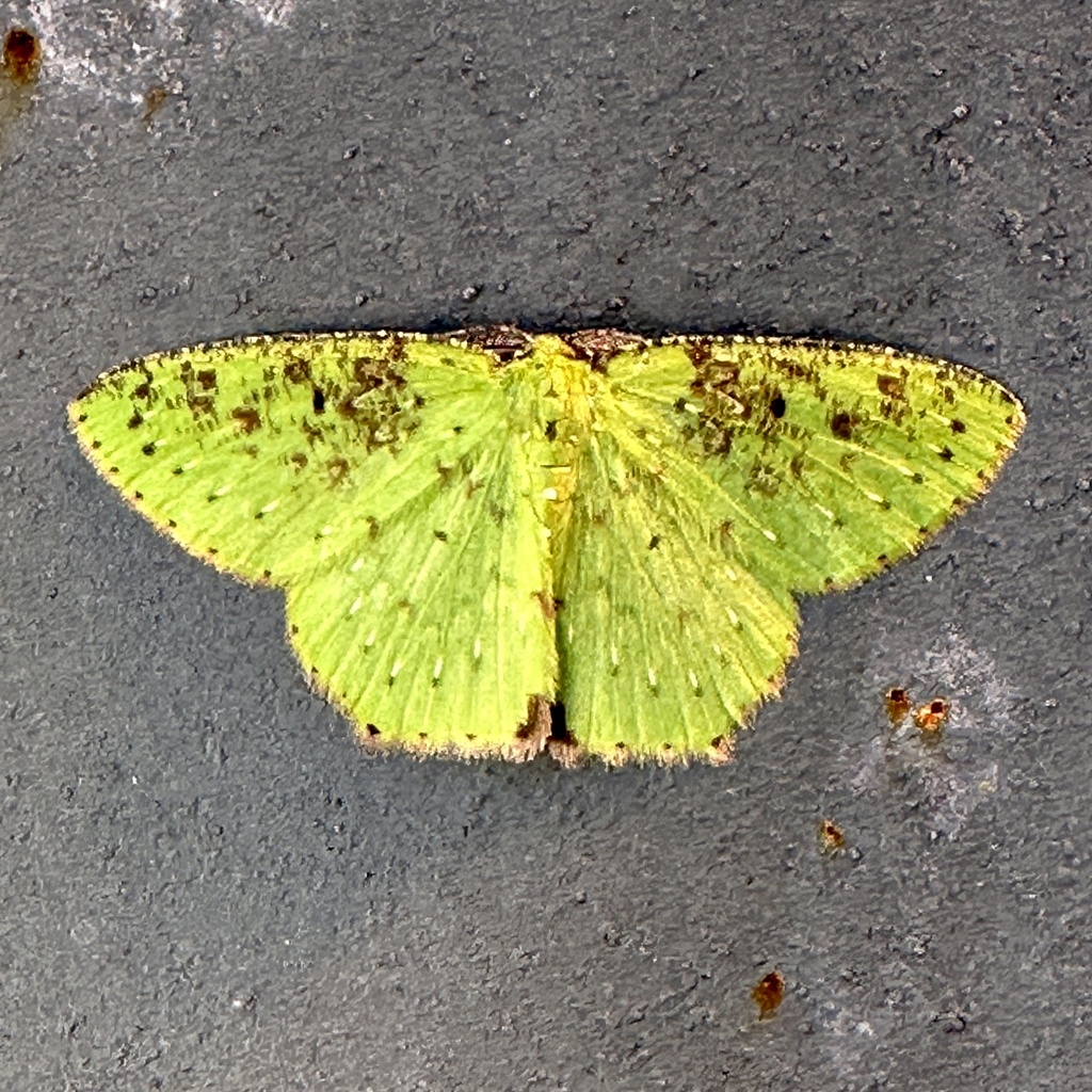 Strepsichlora inquinata