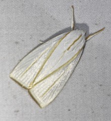 Cryptophasa flavolineata