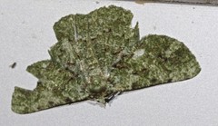 Aeolochroma hypochromaria