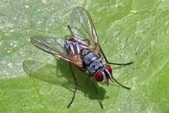 Diptera