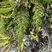 Hymenophyllum myriocarpum - Photo 由 Carrie Seltzer 所上傳的 (c) Carrie Seltzer，保留部份權利CC BY-NC