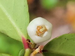 Gaultheria procumbens image