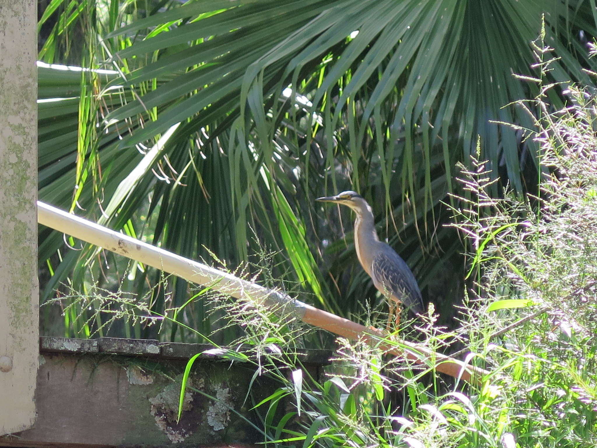 Striated Heron