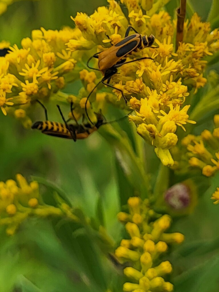 Goldenrod Soldier Beetle from Chippewa County, MN, USA on August 6