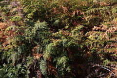 Eriophyes quadrifidus