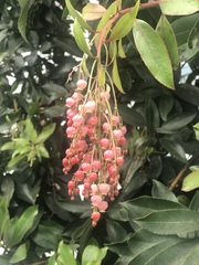 Arbutus × andrachnoides