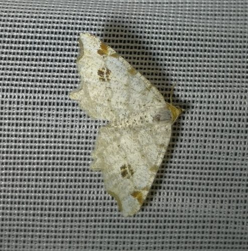 Peacock Moth, Schiermonnikoog, Strandresort, 9166 NE Schiermonnikoog, Niederlande, photo 8 of 10
