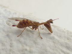 Mantispa styriaca