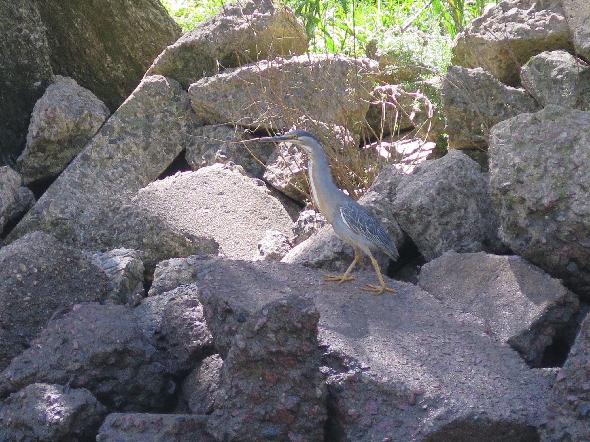 Striated Heron
