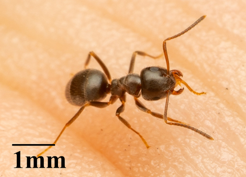 Lasius ponderosaeLasius ponderosae