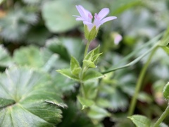 Stellaria recurvata