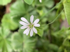 Stellaria recurvata