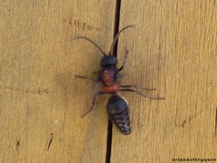 Physetopoda punctata