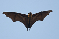 Sunda Fruit Bat photo 2